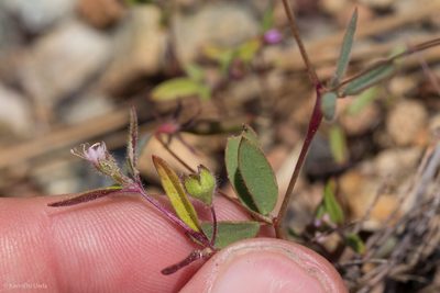 Trichostema simulatum, photographed by Ken-ichi Ueda