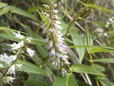 Veronica macrocarpa, photographed by Paul Bell-Butler