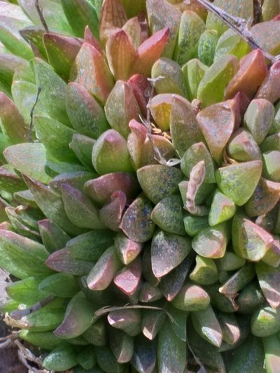Haworthia turgida, photographed by kevin koen