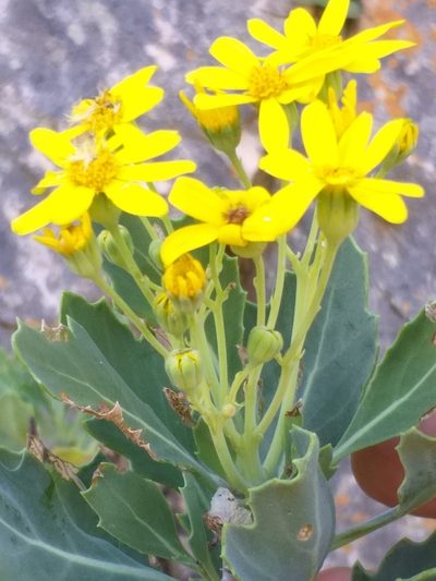 Othonna osteospermoides, photographed by kevin koen
