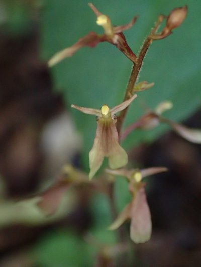 Neottia smallii, photographed by Evan M. Raskin