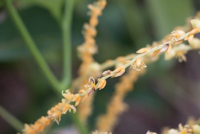 Syagrus schizophylla, photographed by Bruno de Medeiros