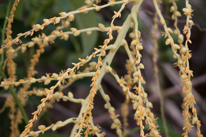 Syagrus schizophylla, photographed by Bruno de Medeiros