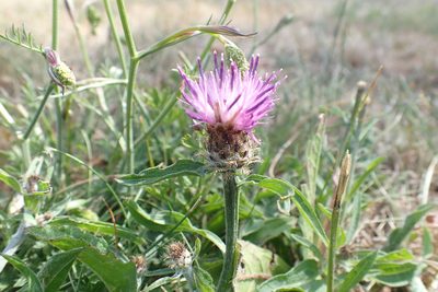 Centaurea debeauxii, photographed by Robert H. Wardell