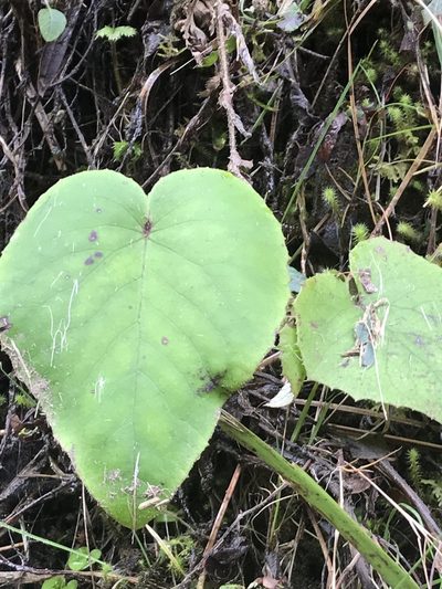 Brachyglottis turneri, photographed by hjcjim