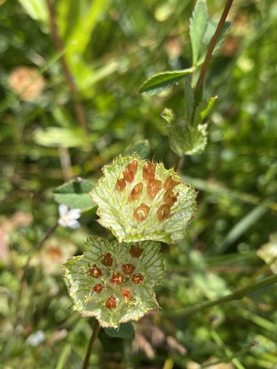 Trifolium cyathiferum, photographed by Rebecca Johnson