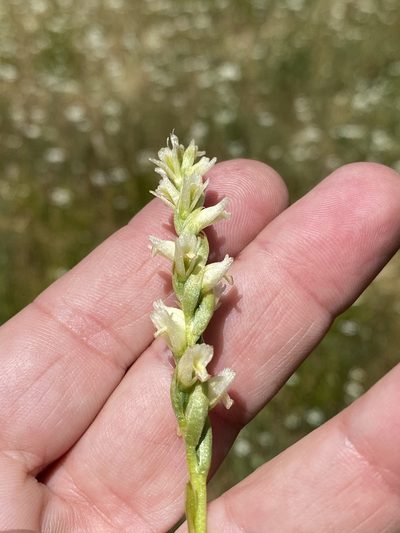 Spiranthes perexilis, photographed by Rebecca Johnson