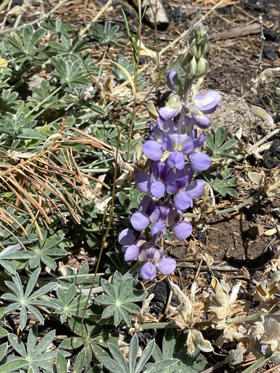 Lupinus grayi, photographed by Rebecca Johnson