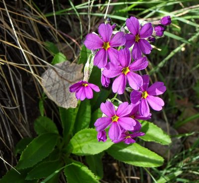 Primula rusbyi, photographed by Andrew Tree