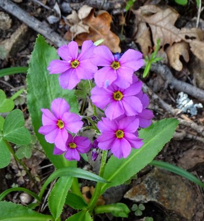 Primula rusbyi, photographed by Andrew Tree