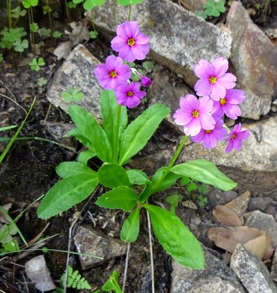 Primula rusbyi, photographed by Andrew Tree