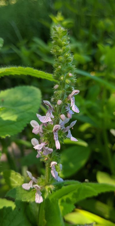 Stachys stebbinsii, photographed by Michelle Cloud-Hughes