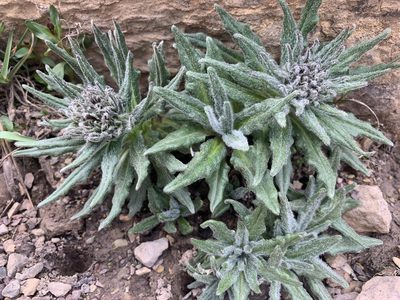 Saussurea nuda, photographed by Aerin Jacob