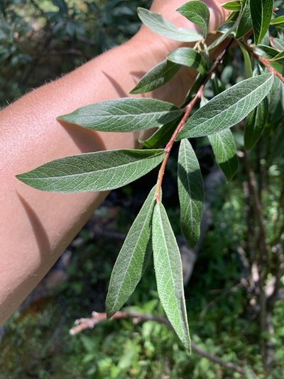 Salix drummondiana, photographed by Aerin Jacob