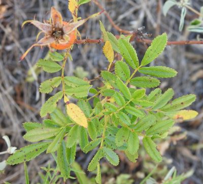 Rosa foliolosa, photographed by saltyhiker
