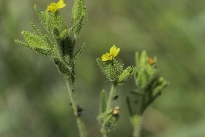 Madia glomerata, photographed by Craig Martin