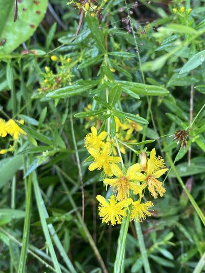 Hypericum densiflorum, photographed by Alan Weakley