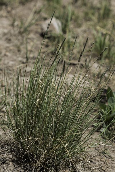 Muhlenbergia wrightii, photographed by Craig Martin