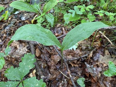 Convallaria pseudomajalis, photographed by Alan Weakley