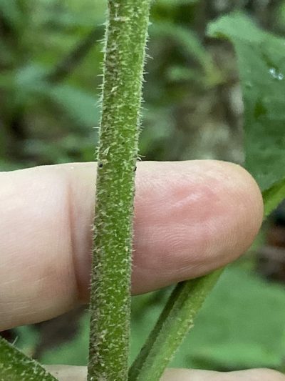 Eutrochium steelei, photographed by Alan Weakley