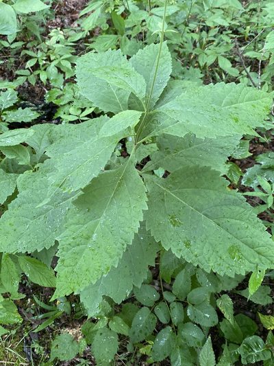 Eutrochium steelei, photographed by Alan Weakley