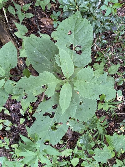 Eutrochium steelei, photographed by Alan Weakley