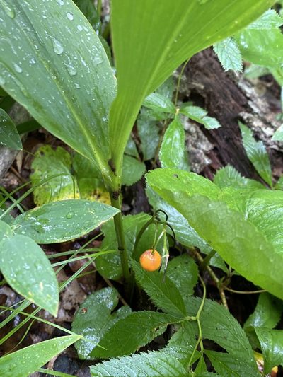 Convallaria pseudomajalis, photographed by Alan Weakley
