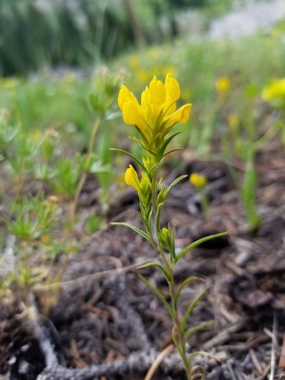 Orthocarpus tolmiei, photographed by Toby