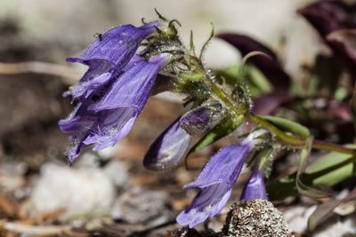 Penstemon bleaklyi, photographed by Cecelia Alexander