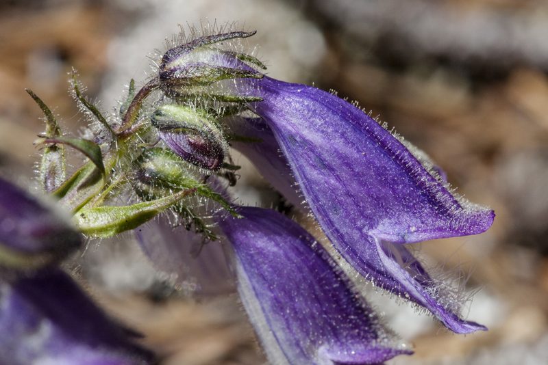Penstemon bleaklyi, photographed by Cecelia Alexander