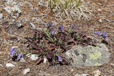 Penstemon bleaklyi, photographed by Cecelia Alexander