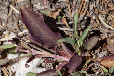 Penstemon bleaklyi, photographed by Cecelia Alexander