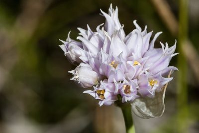 Allium geyeri, photographed by Cecelia Alexander