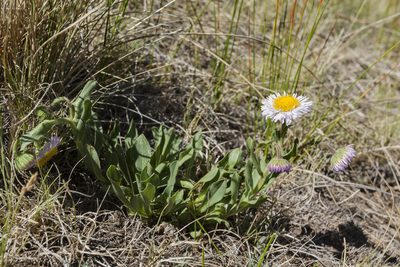 Erigeron formosissimus, photographed by Cecelia Alexander
