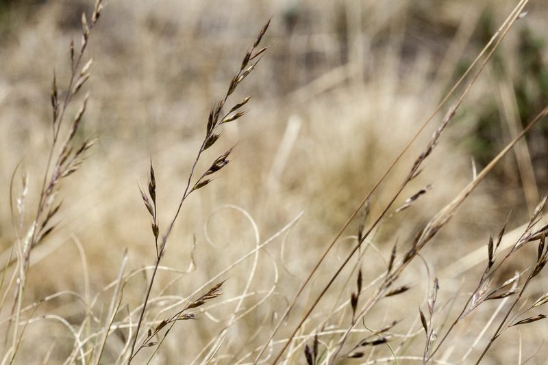 Festuca idahoensis, photographed by Cecelia Alexander