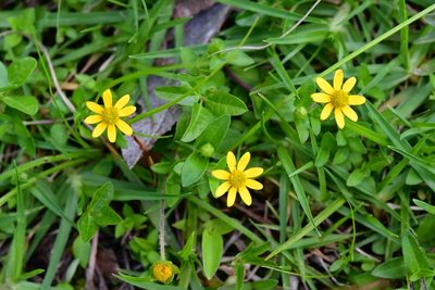 Melampodium montanum, photographed by Neptalí Ramírez Marcial