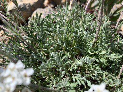Smelowskia americana, photographed by mark-groeneveld