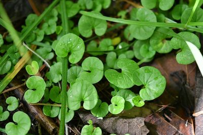 Dichondra sericea, photographed by Neptalí Ramírez Marcial