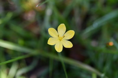 Sisyrinchium tenuifolium, photographed by Neptalí Ramírez Marcial