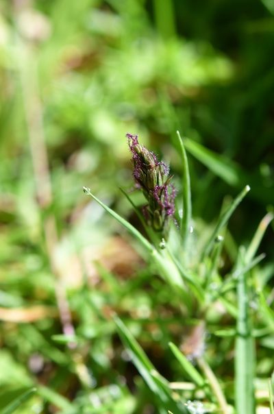 Hilaria cenchroides, photographed by Neptalí Ramírez Marcial