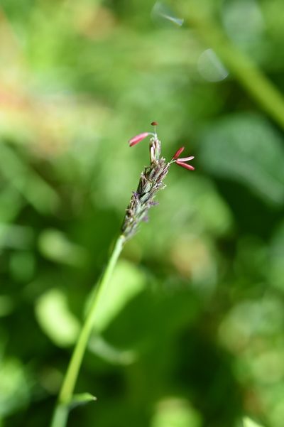 Hilaria cenchroides, photographed by Neptalí Ramírez Marcial
