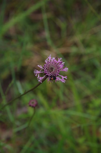 Marshallia angustifolia, photographed by Eric Knight