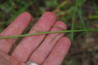 Marshallia angustifolia, photographed by Eric Knight
