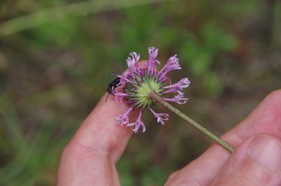 Marshallia angustifolia, photographed by Eric Knight