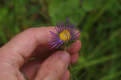 Eurybia paludosa, photographed by Eric Knight
