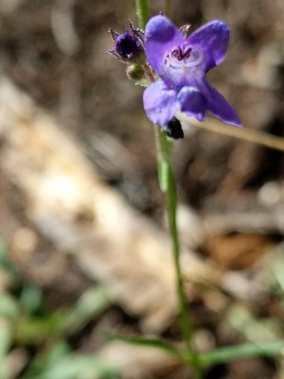 Penstemon gracilentus, photographed by Jim Kingdon