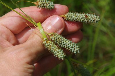 Carex glaucescens, photographed by Eric Knight