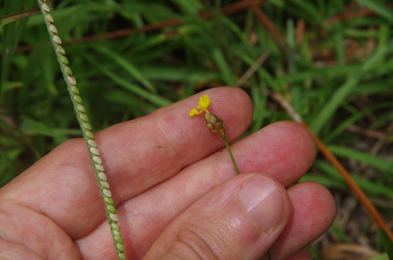 Xyris stricta, photographed by Eric Knight