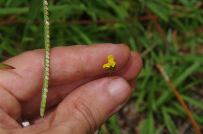 Xyris stricta, photographed by Eric Knight