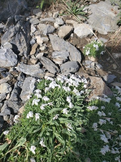 Phlox pulvinata, photographed by Kate